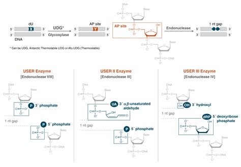 neb enzymes